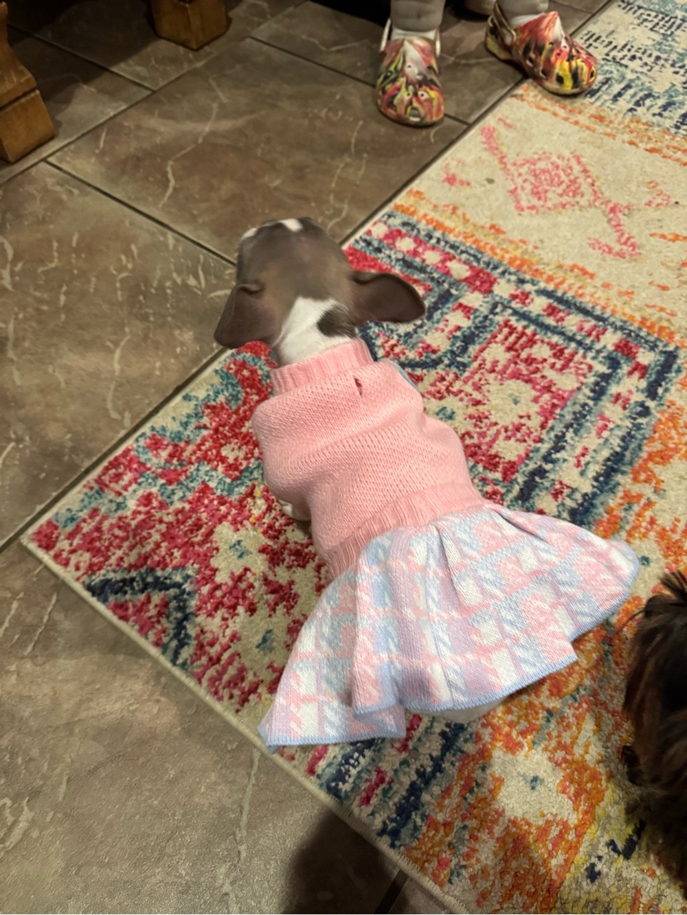 Petite Pink Knit Dog Dress with Pastel Pleated Skirt